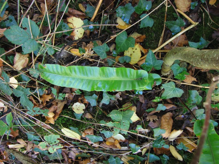 Phyllitis scolopendrium